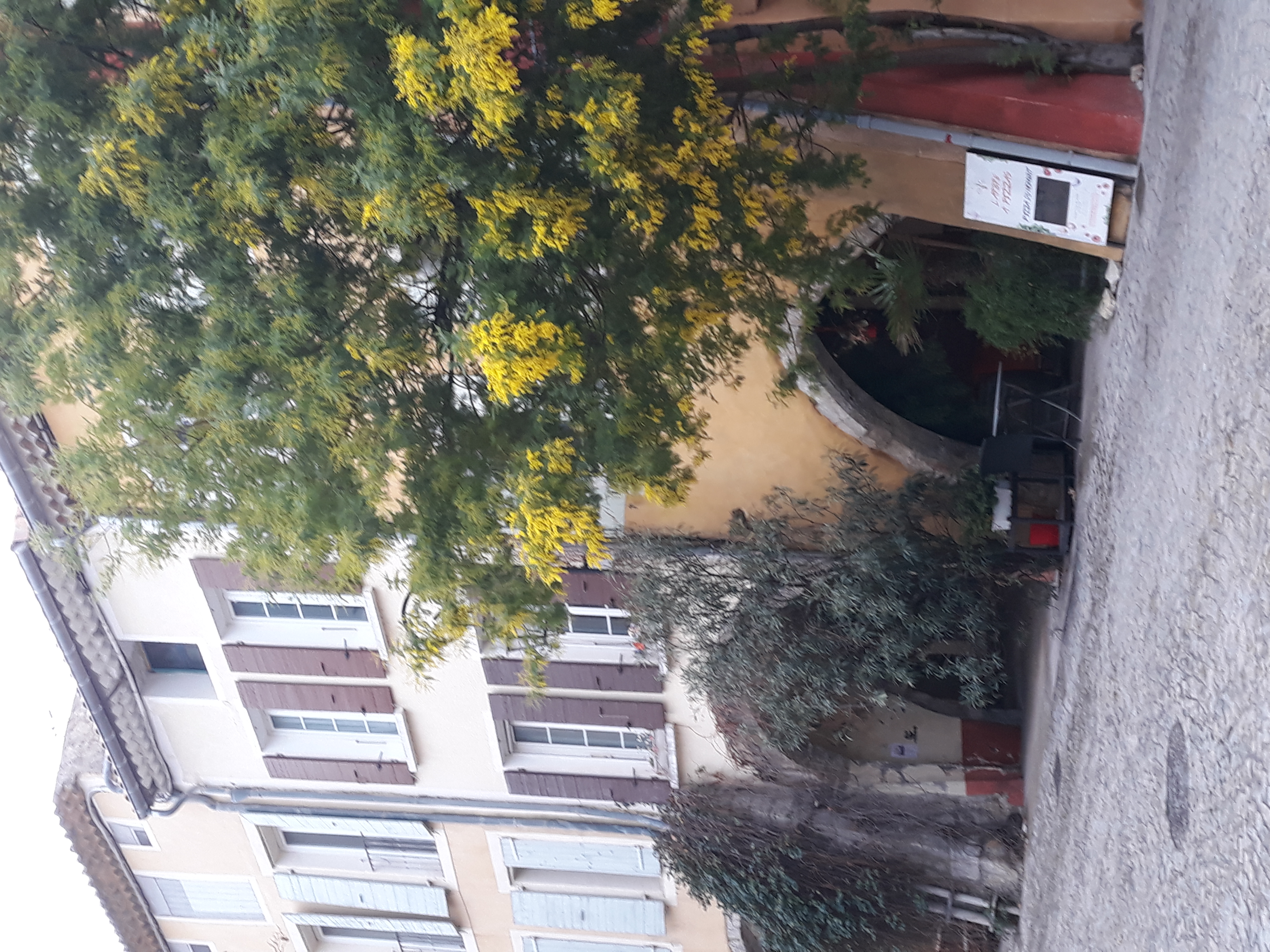 Der Hauseingang ist in den Arkaden. Wohnung ( braune Läden,1.OG, ) links von der Mimose