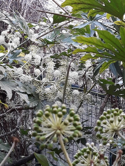 Aralia en fleur à Noël 2022